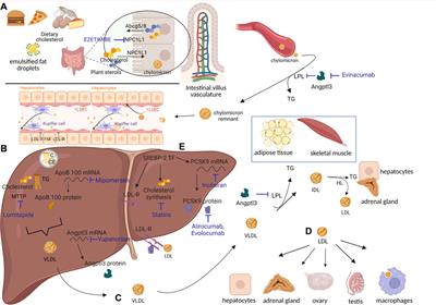 Gene transfer and genome editing for familial hypercholesterolemia